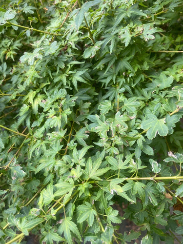 Acer palmatum 'Koto maru' Dwarf Japanese Maple
